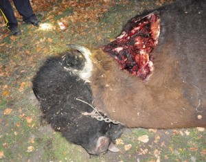 Poached plains bison carcass RGB