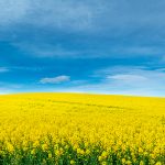 Yellow crop of canola oil tree grown as a healthy cooking oil or