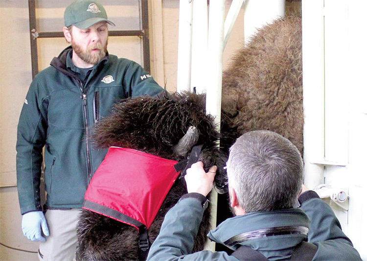 14 Elk Island bison relocated to northern Alberta