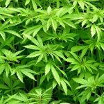 Hemp workshop designed to encourage additional production