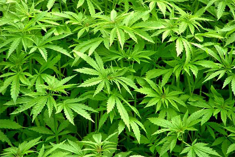 Hemp workshop designed to encourage additional production