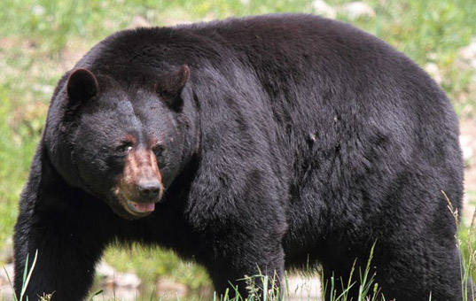 Bear kills cows, calf; sightings throughout County