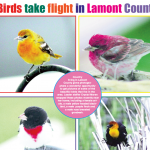 Birds take flight – read the May 25 paper!