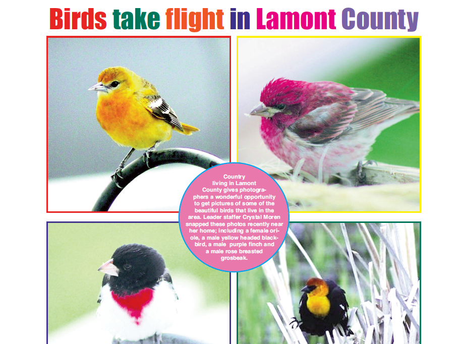 Birds take flight – read the May 25 paper!
