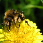 “No Mow May” is a good start to rethinking bee health across our lawns