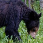 Lloydminster RCMP advise public of Black Bear within city limits
