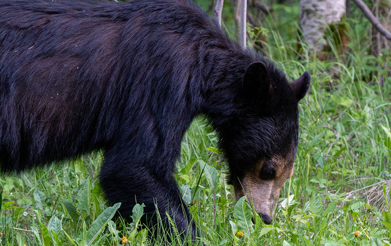 Lloydminster RCMP advise public of Black Bear within city limits