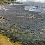 NOT A PRETTY PICTURE: Manitoba environmental group sounds alarm over sewage contamination in Lake