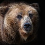 Grizzly bears back in crosshairs as Alberta lifts hunting ban in select cases