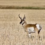 Pronghorn migration aided by volunteers