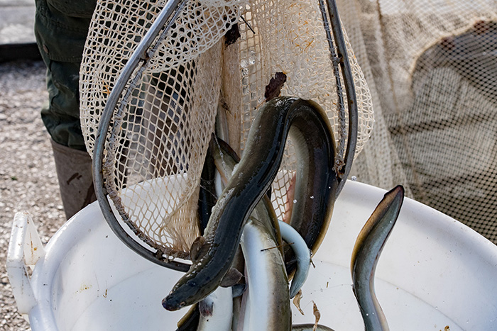 Baby eel businesswoman pleads with feds not to leave industry ‘gutted’