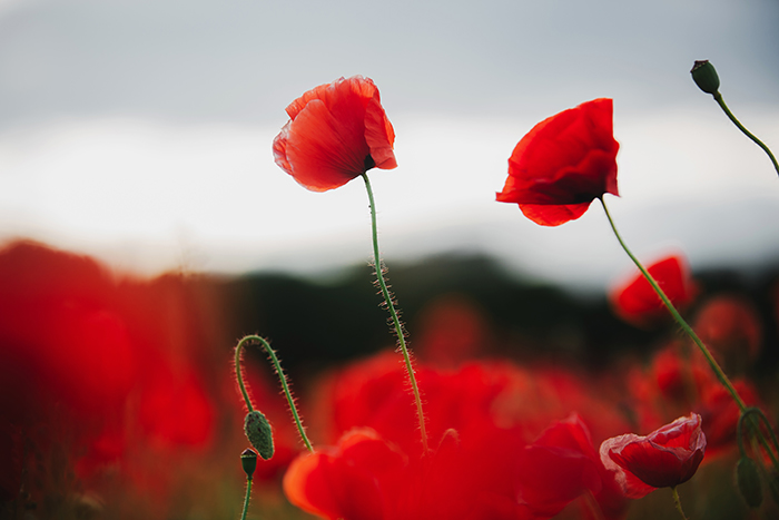 A granddaughter remembers