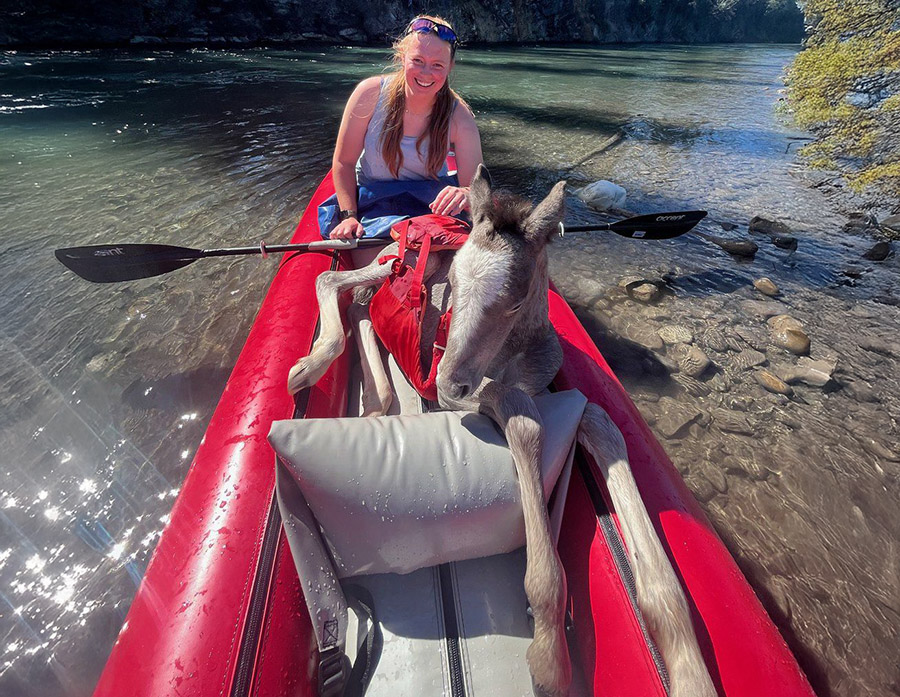 ‘Right time, right place’: Paddlers rescue foal stuck in Kananaskis River